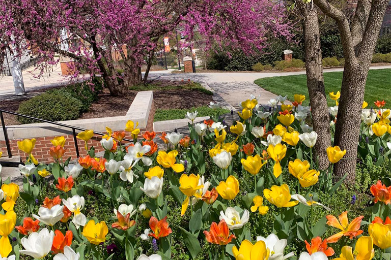 Flowers Blooming on Campus