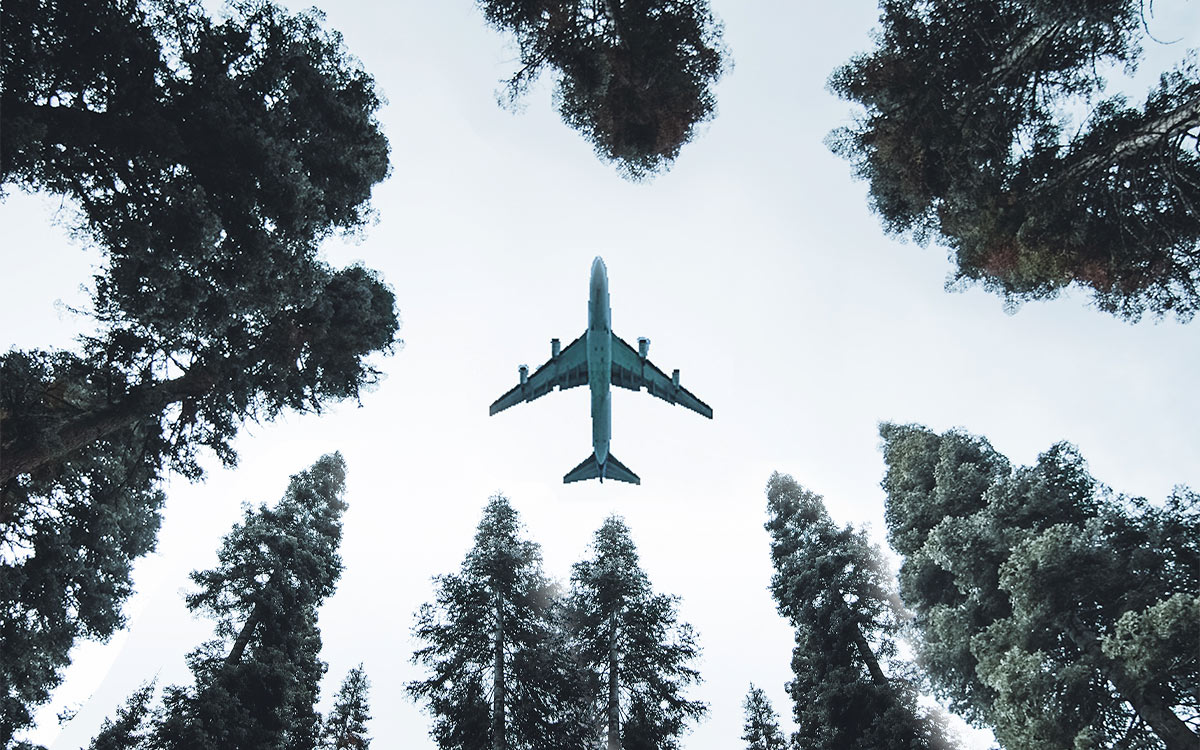 Plane seen flying between trees