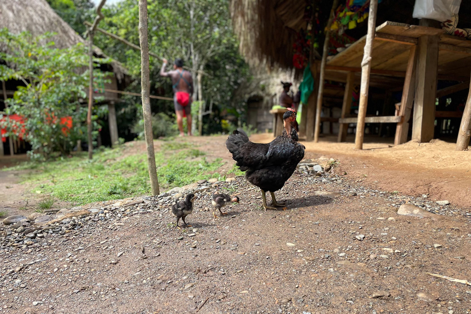 Panamanian chickens