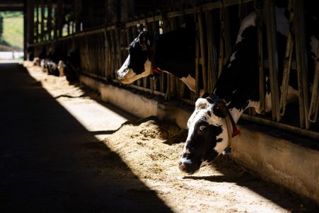 Cows in the barn