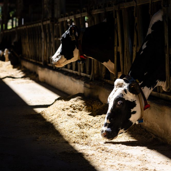 Cows in the barn