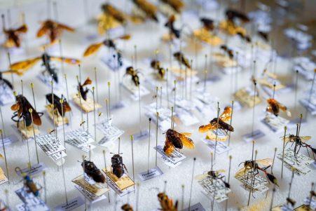 Close-up of bee species pinned to a board
