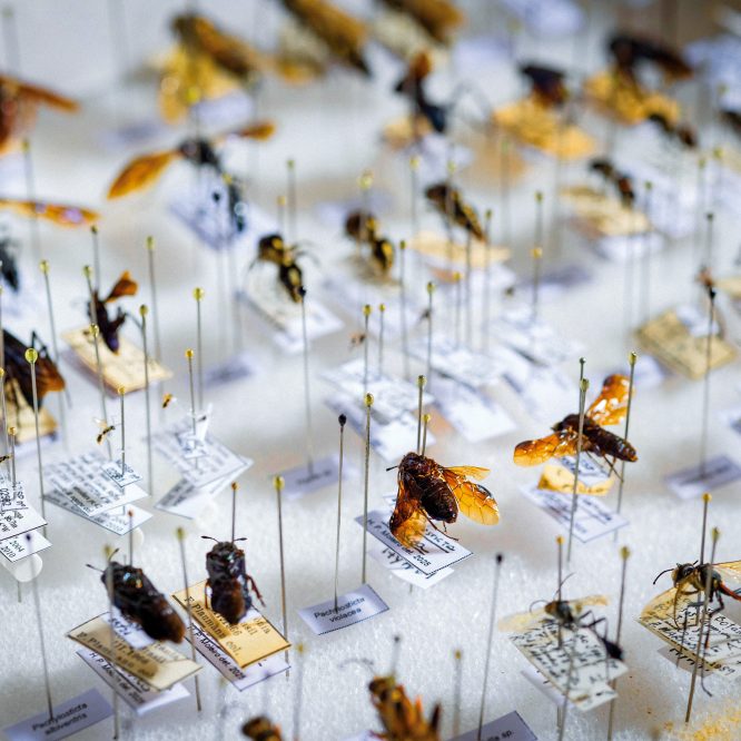 Close-up of bee species pinned to a board