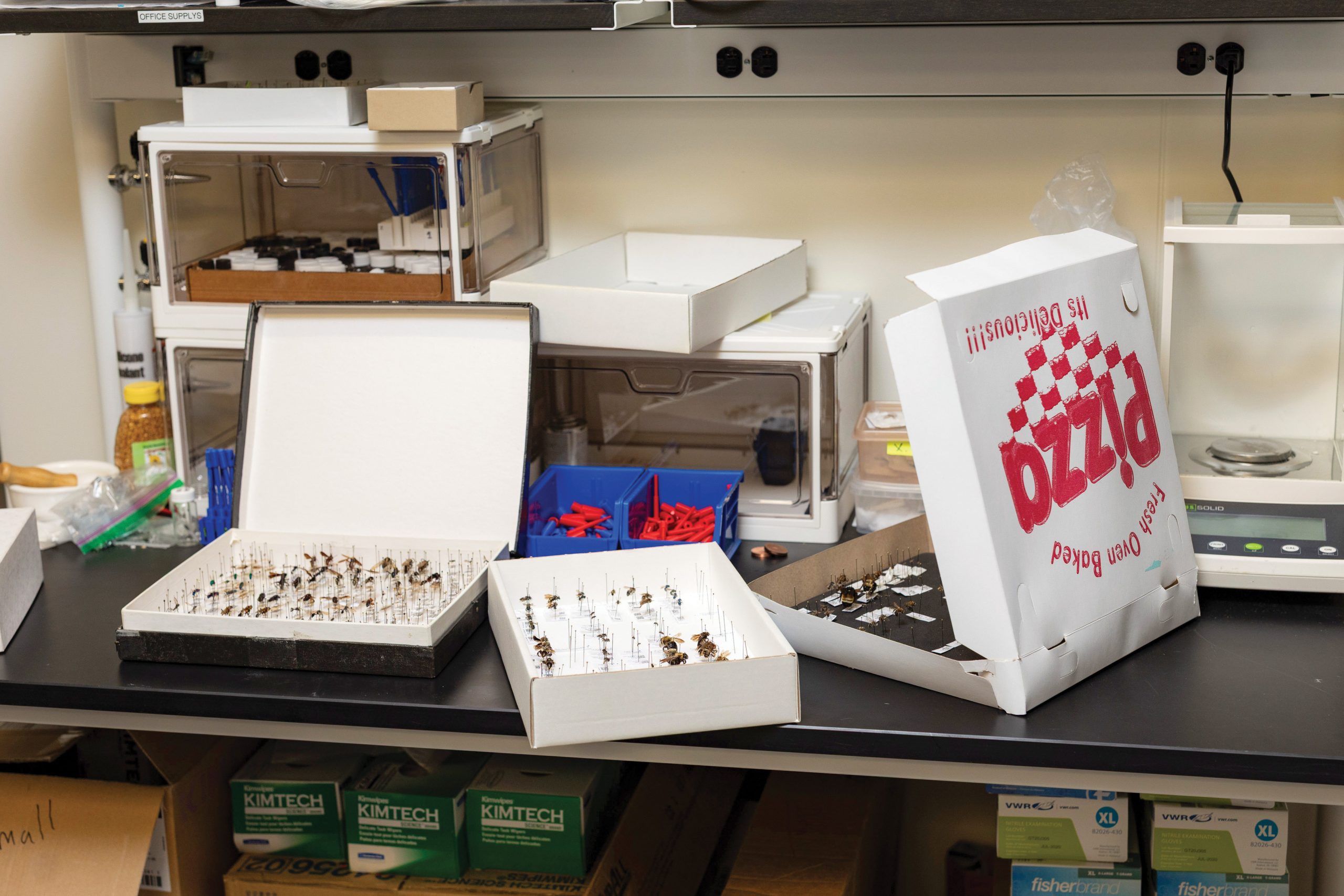 Open boxes displaying collections of pinned bees 