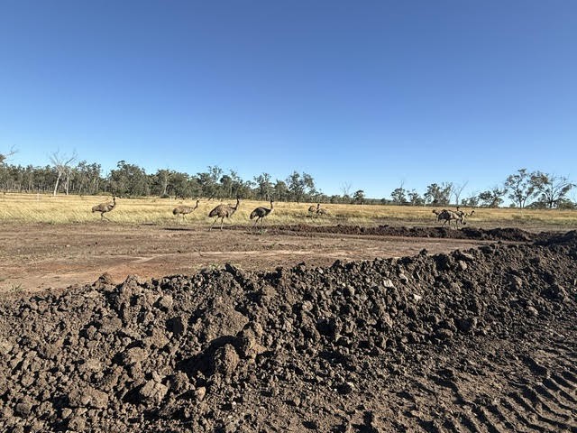 Mine site with a family of emus walking in the distance