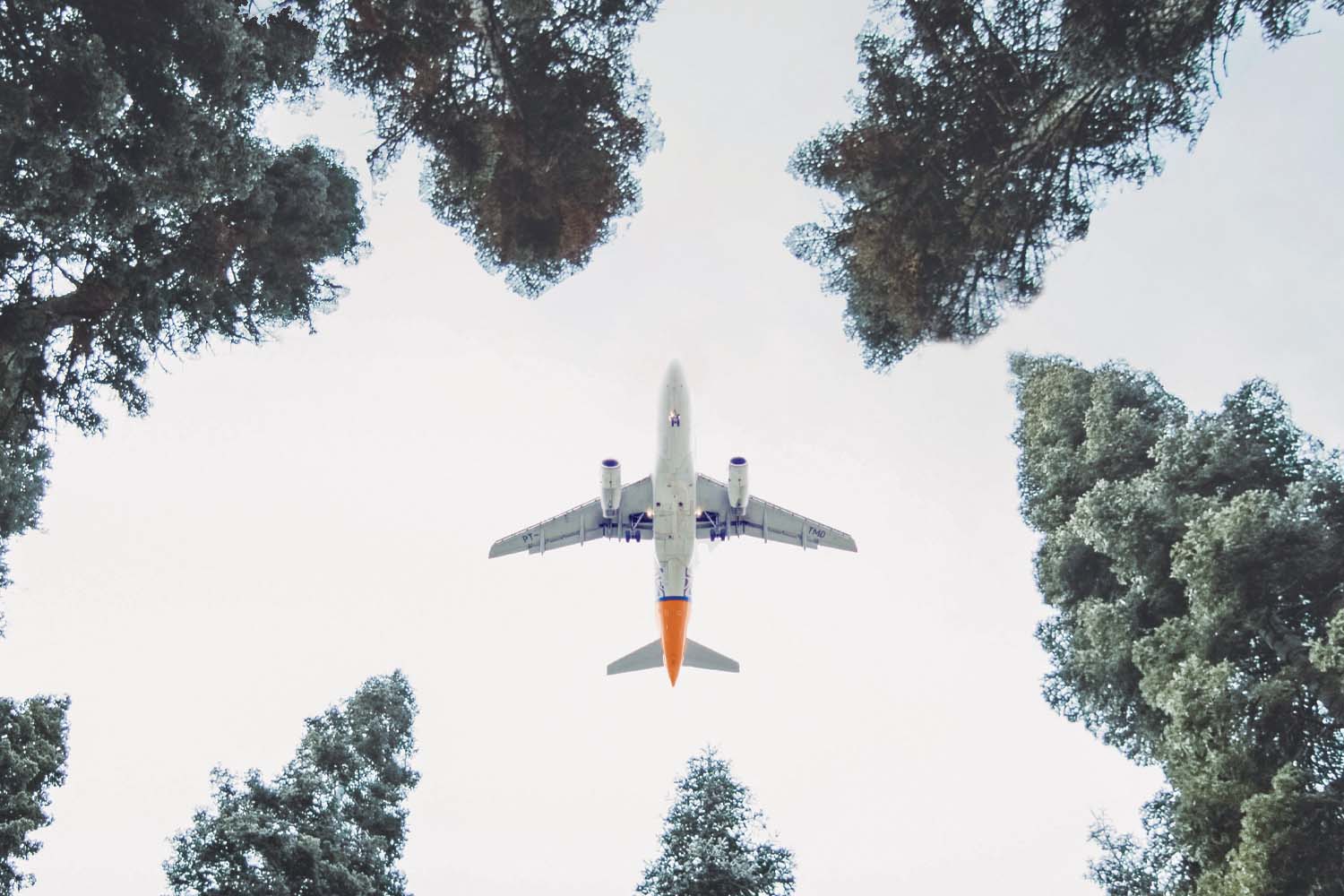 Plane Seen Flying Through Trees