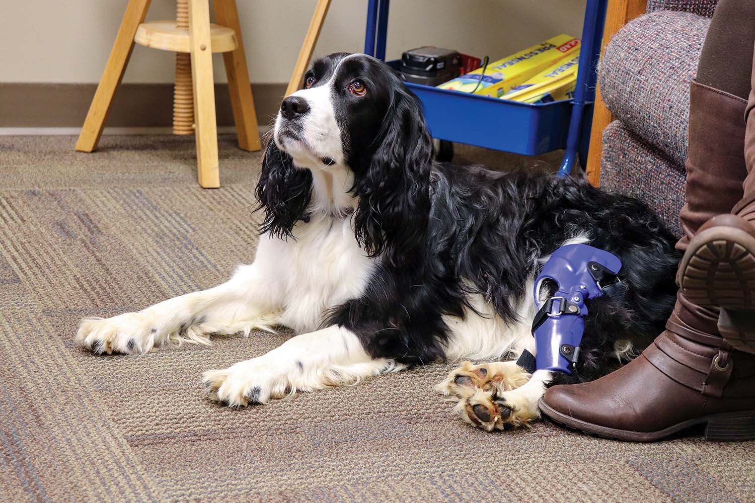 Sugar the dog wearing a blue brace.
